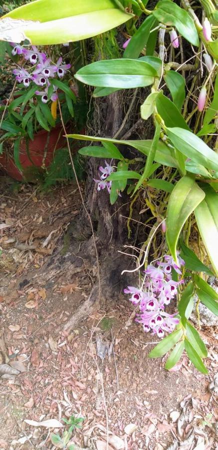 Pousada Sirius São Roque de Minas 外观 照片